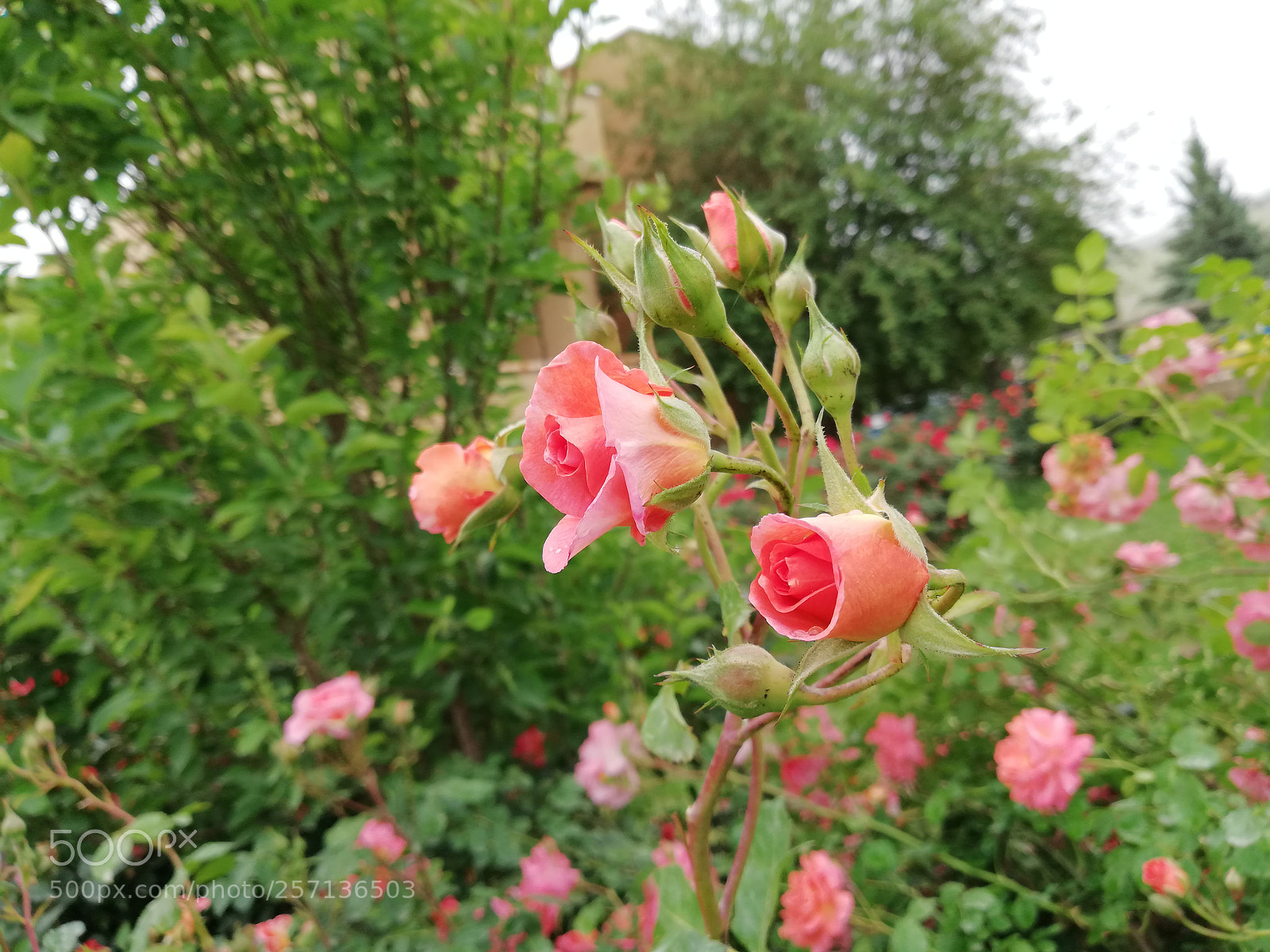 HUAWEI Mate 10 Lite sample photo. Pink rose photography