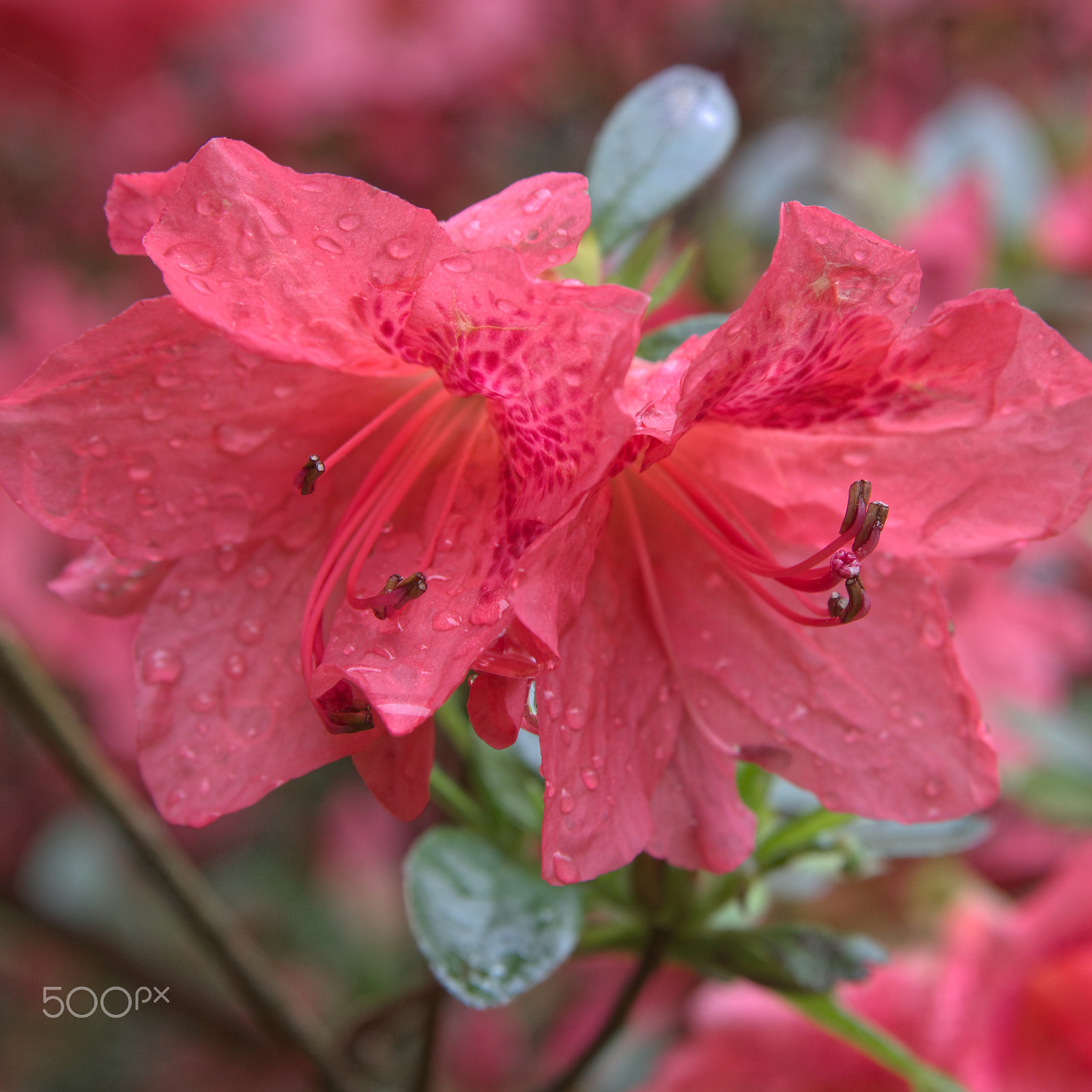 Canon EOS 760D (EOS Rebel T6s / EOS 8000D) sample photo. Peach azalea photography