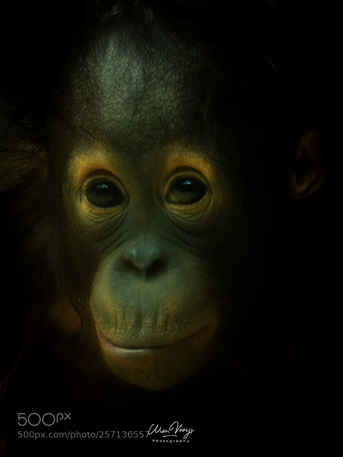 Nikon D7200 sample photo. Baby orang-utan photography