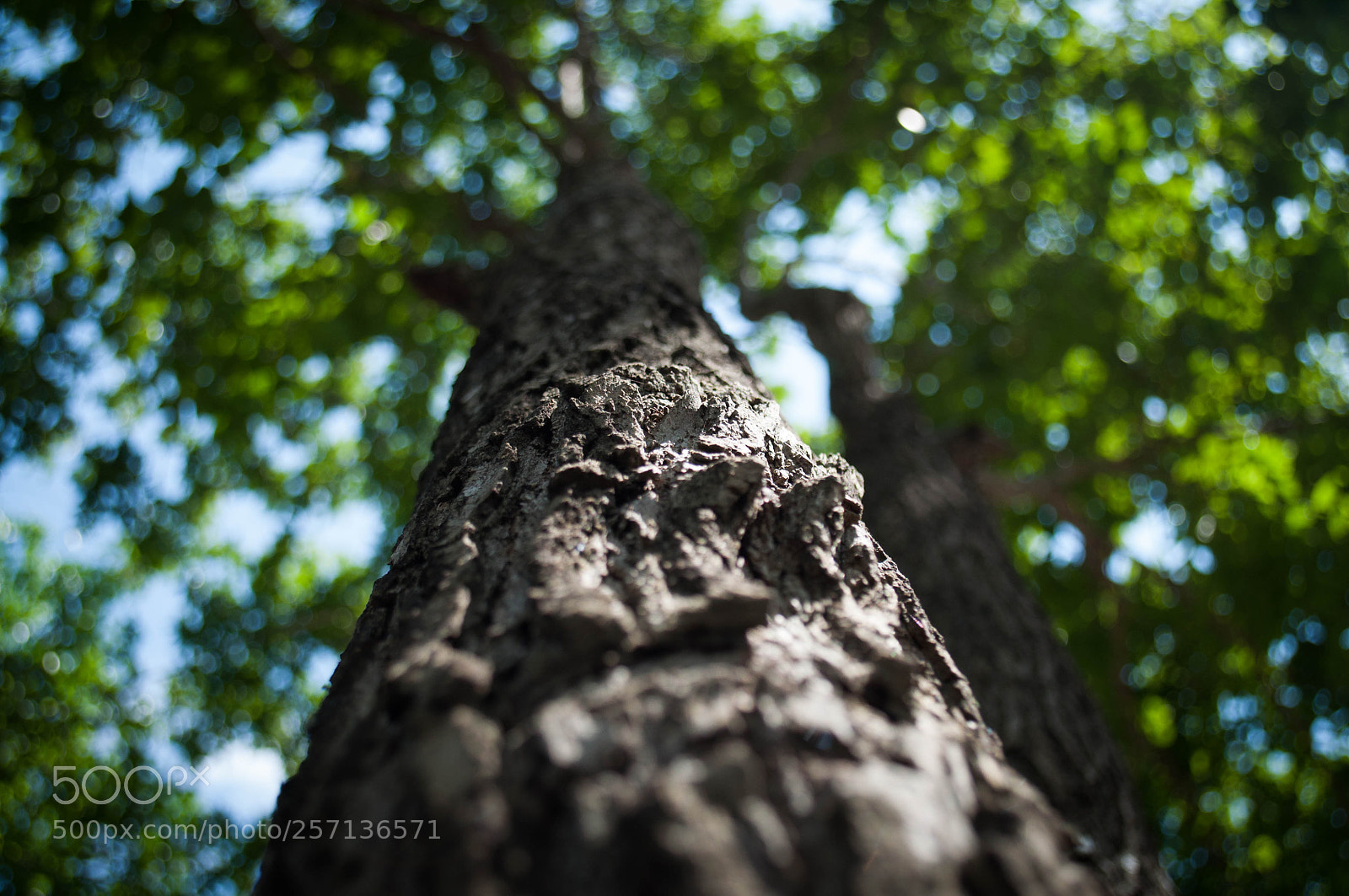 Nikon D5000 sample photo. Untitled photography