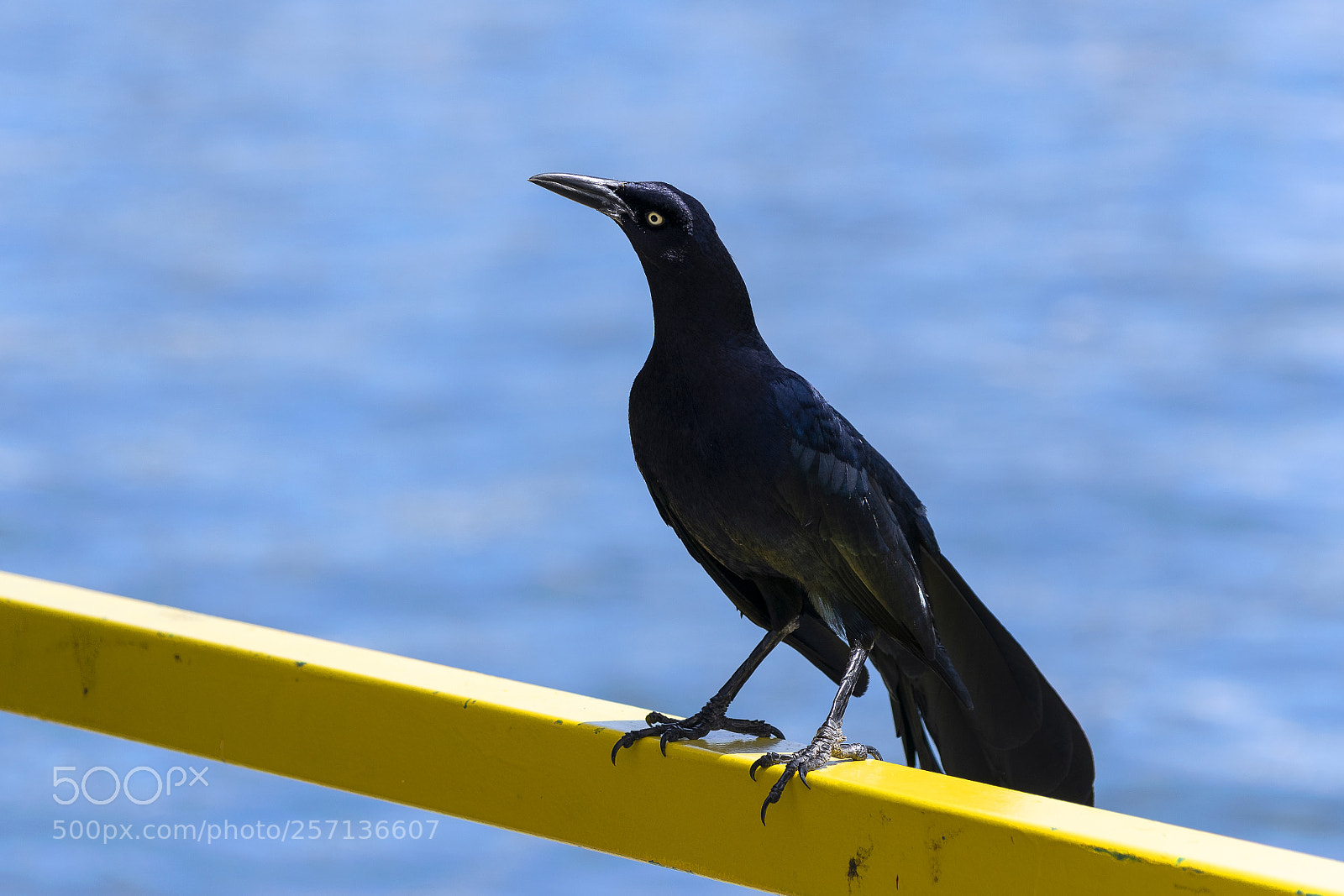 Nikon D5300 sample photo. Blackbird standing tall on photography