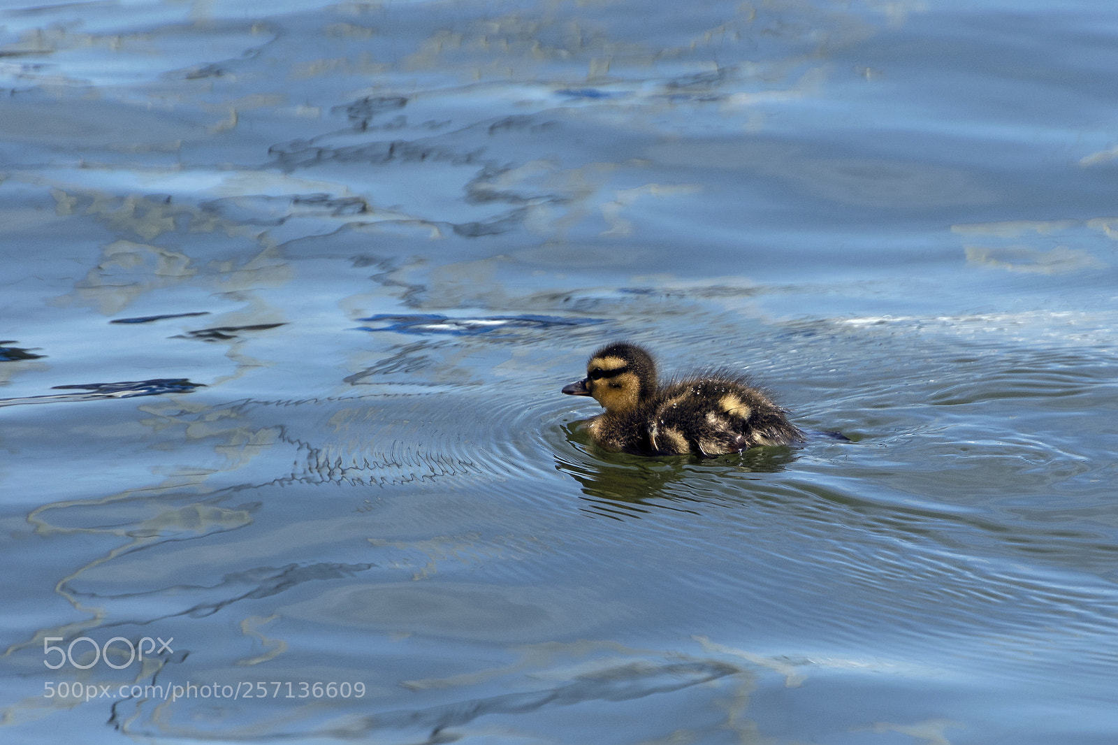 Nikon D5300 sample photo. Cute baby mallard duckling photography