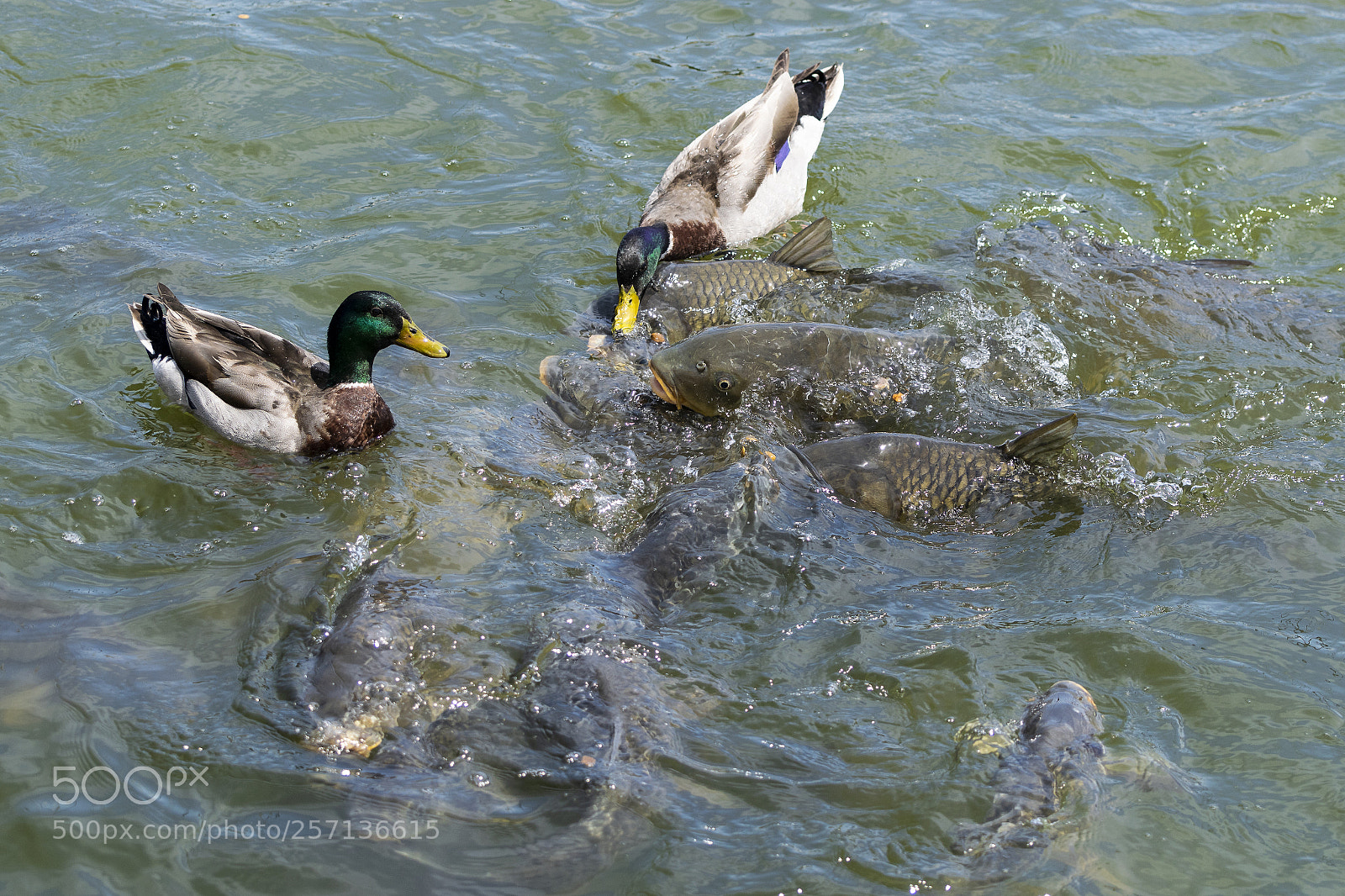 Nikon D5300 sample photo. Male mallard ducks competing photography