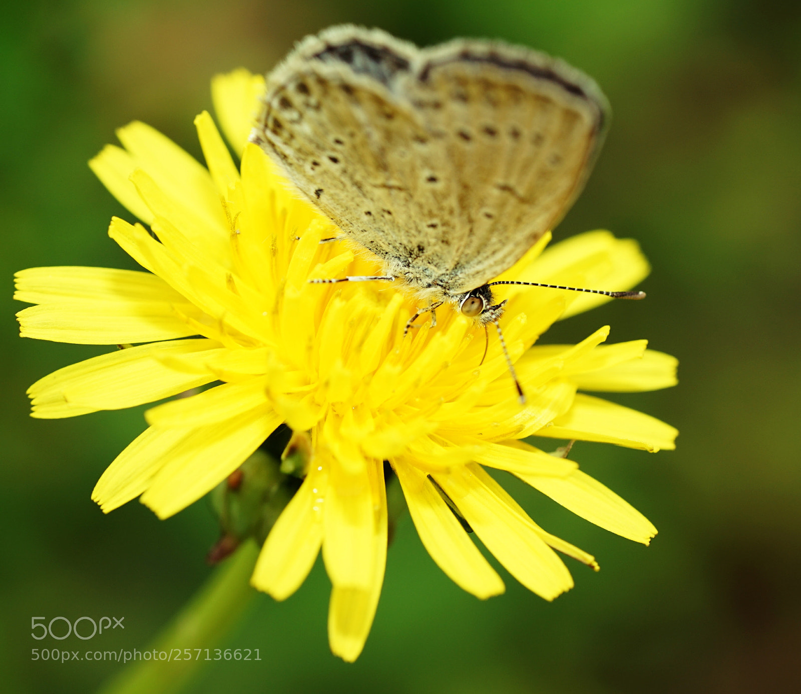 Sony a7 II sample photo. Butterfly photography