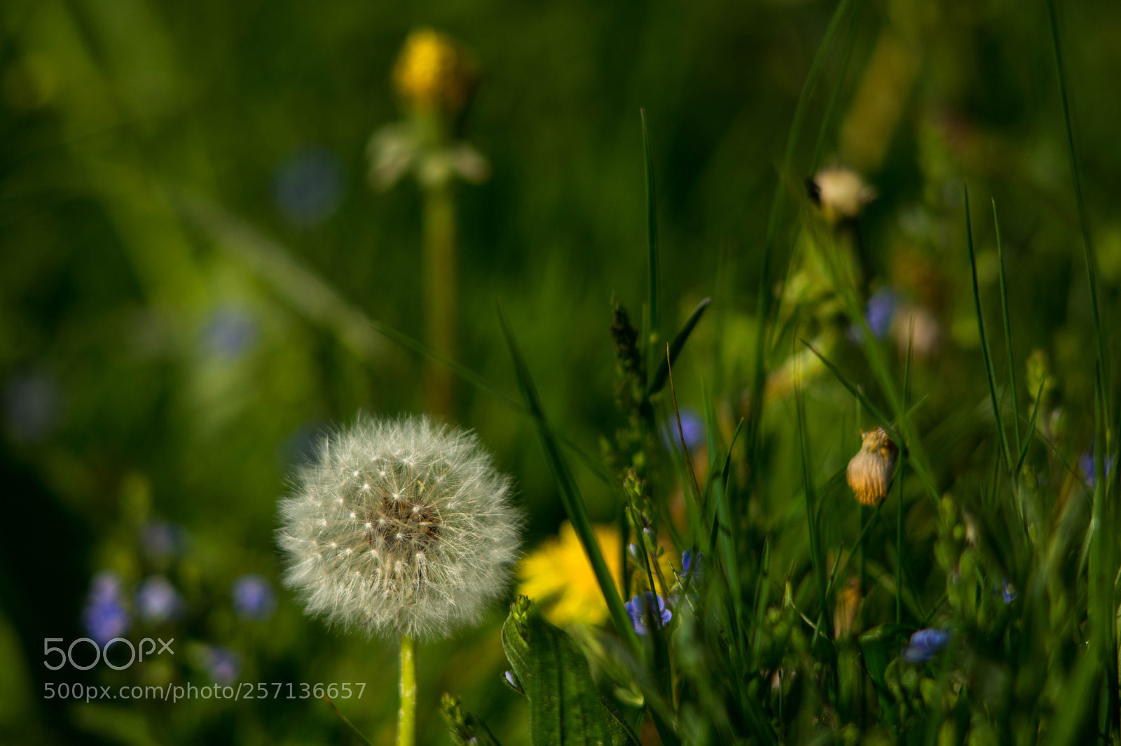 Nikon D7200 sample photo. Spring photography