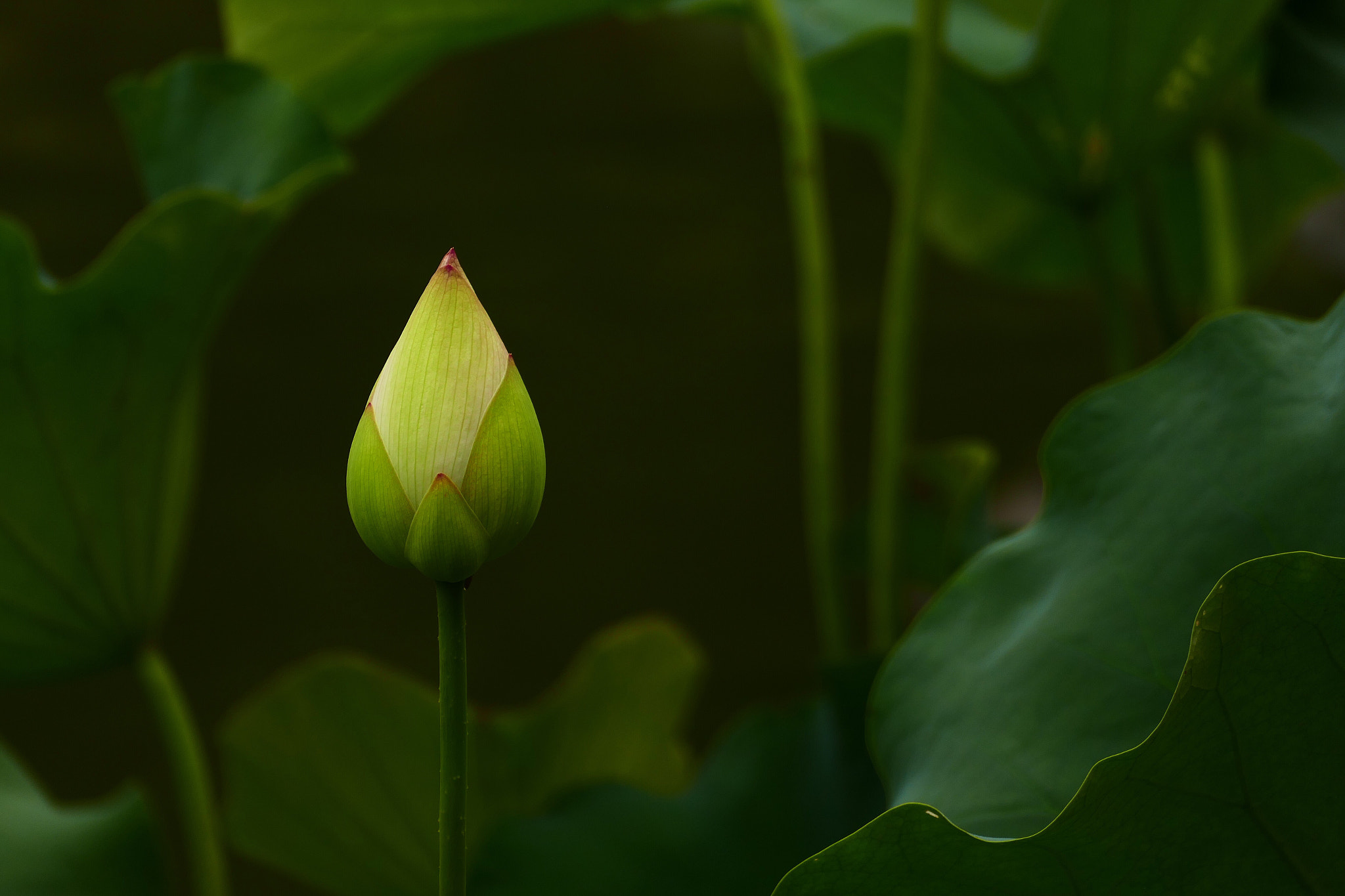Leica V-Lux (Typ 114) sample photo