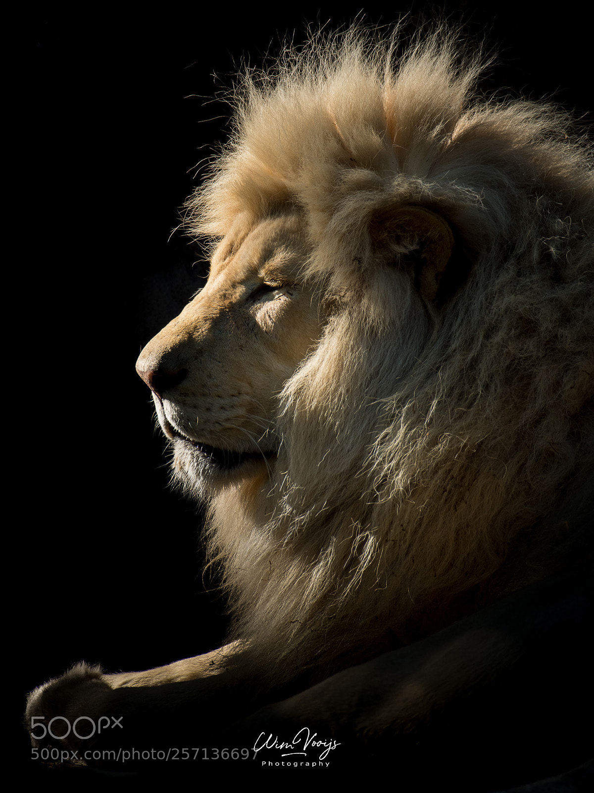Nikon D7200 sample photo. Kalahari lion photography