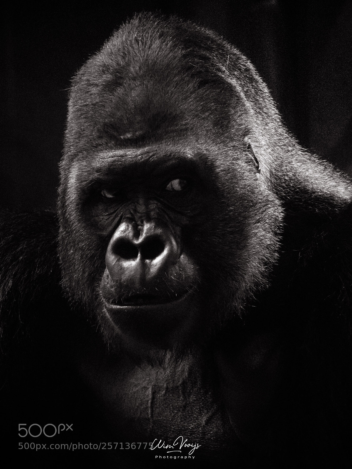Nikon D7200 sample photo. Silverback photography