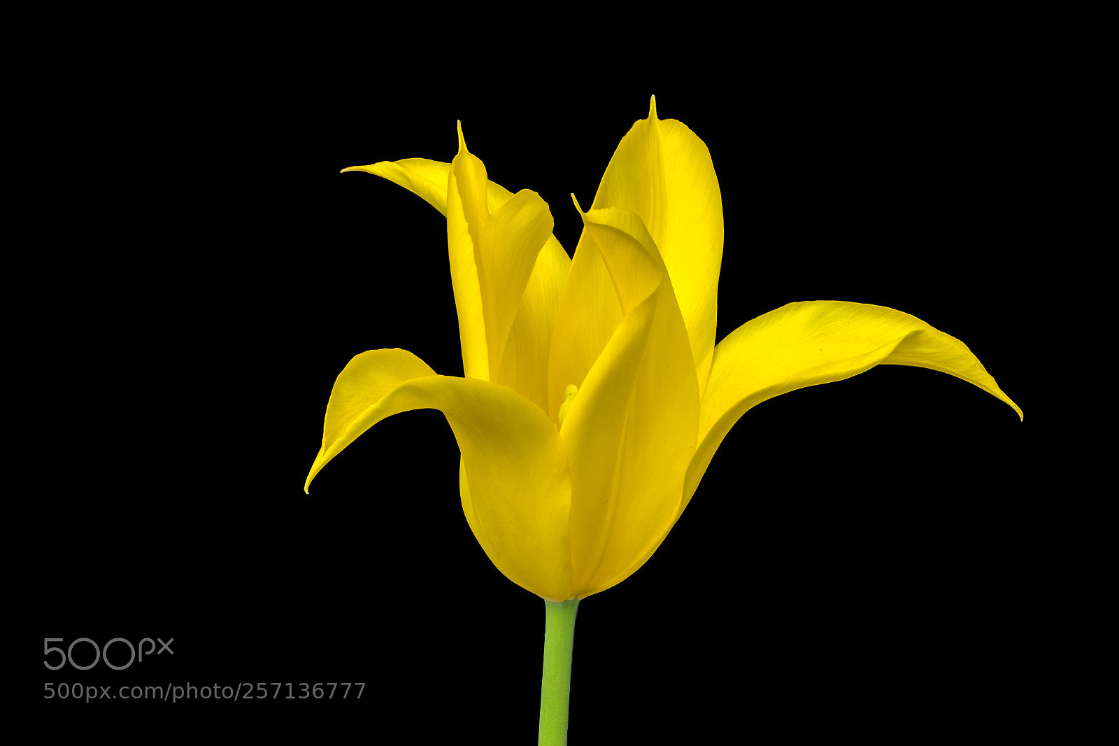 Canon EOS 7D Mark II sample photo. Lily flowering tulips ii  photography