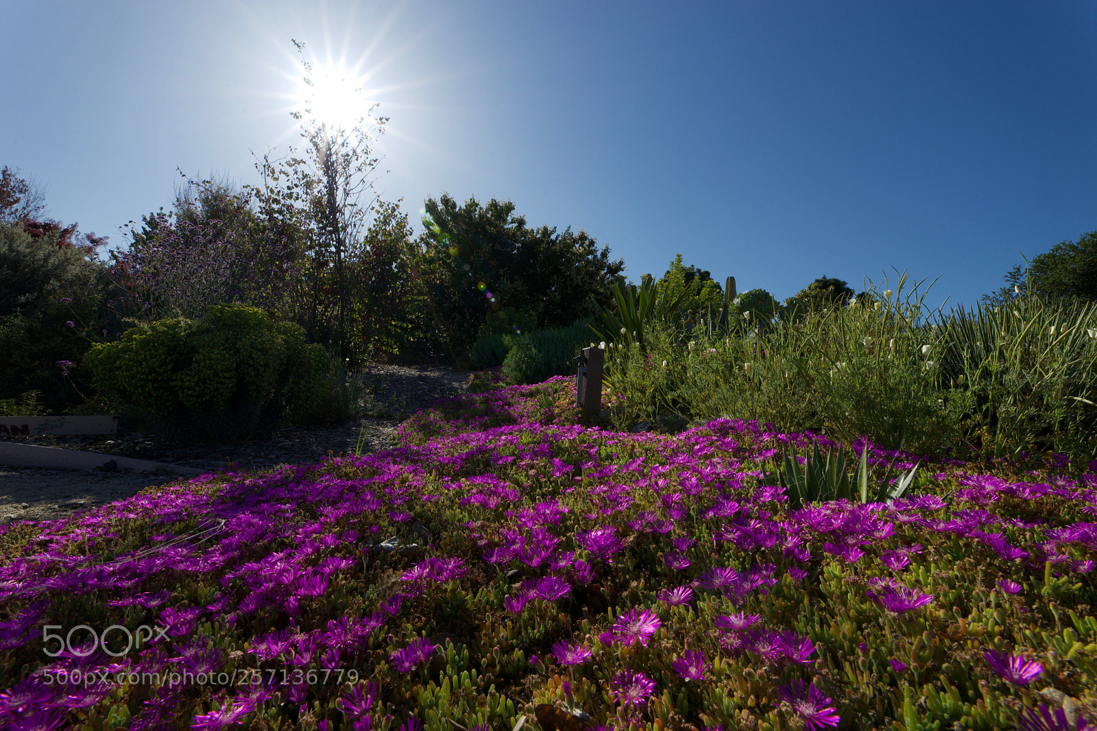 Sony a7 sample photo. Sunny day photography