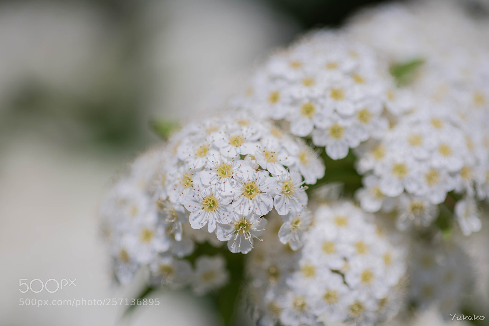 Nikon D750 sample photo. Reeves spirea photography
