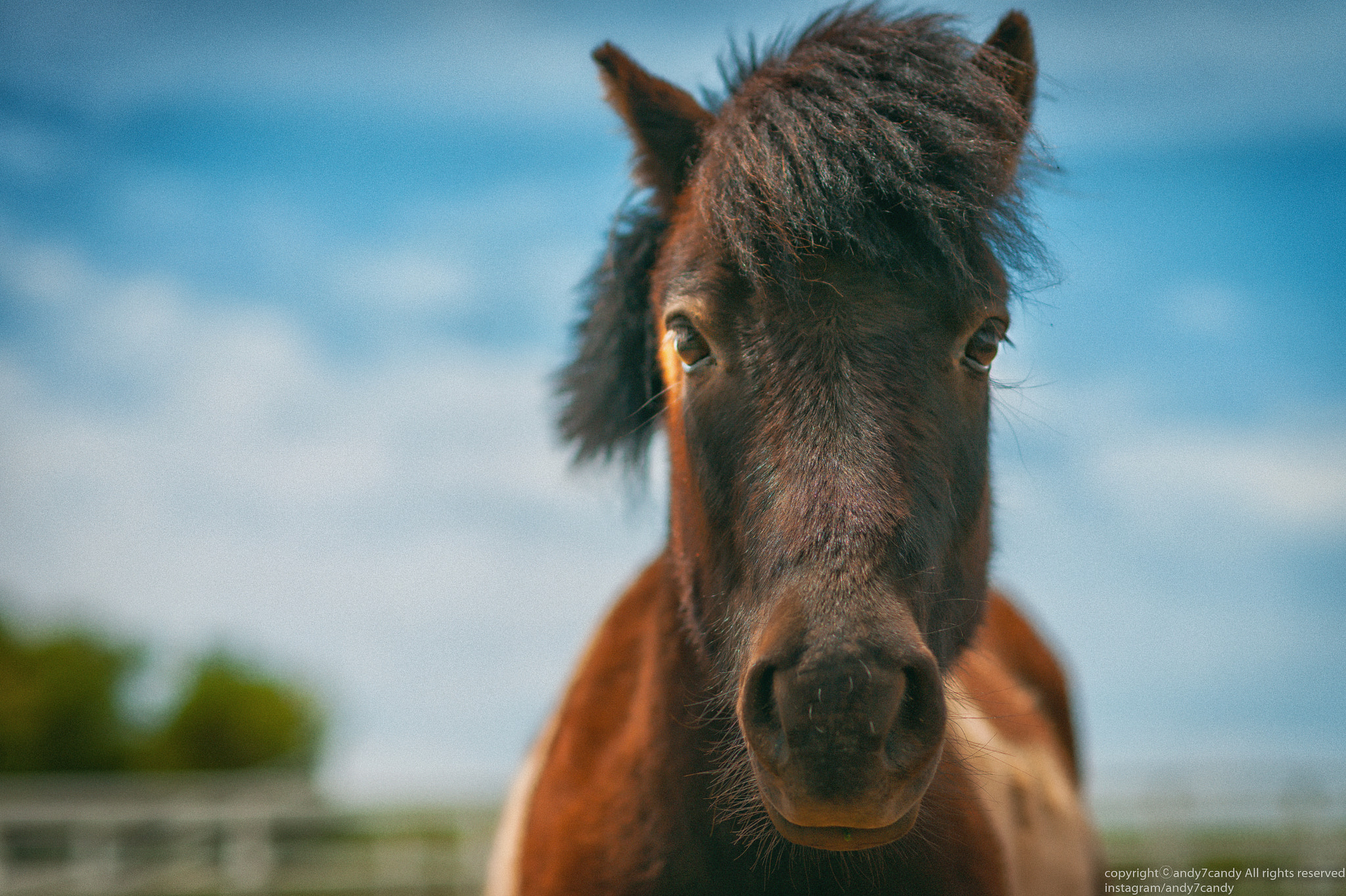 Nikon D3X sample photo. Horse photography