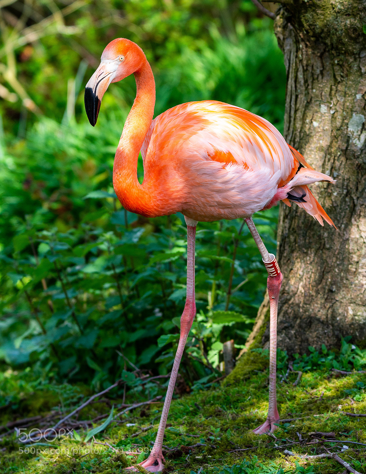 Nikon D7200 sample photo. Flamingo photography