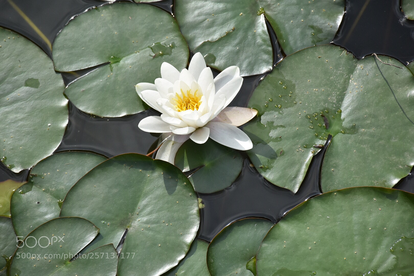 Nikon D7200 sample photo. Lotus, lovely spring  photography