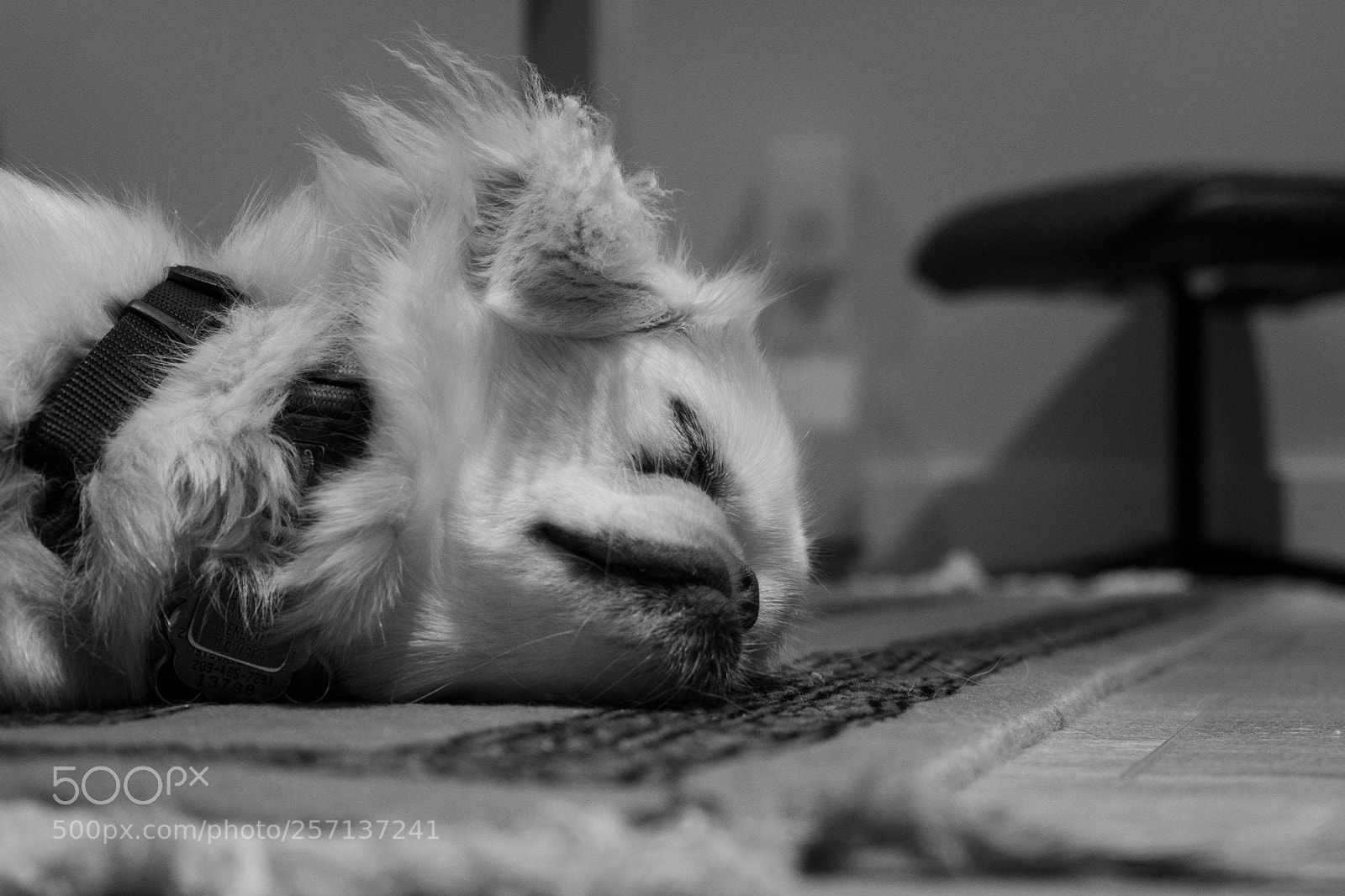 Nikon D3400 sample photo. Snoozin' photography