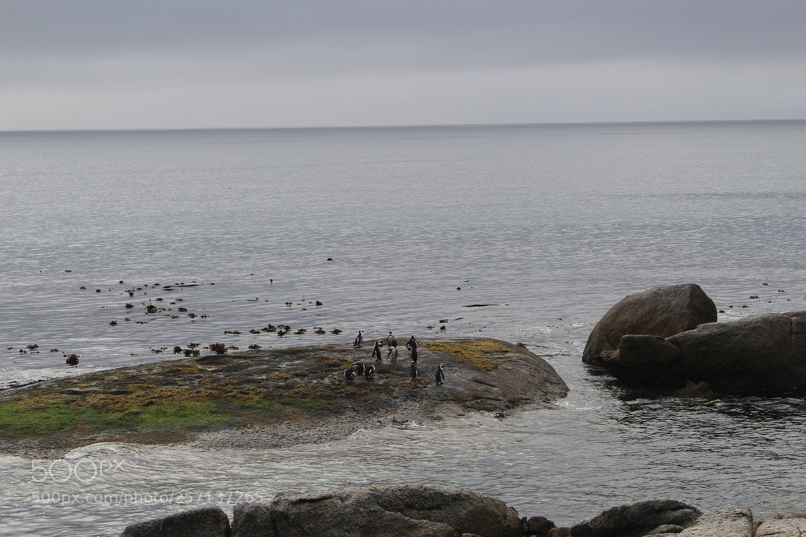 Canon EOS 100D (EOS Rebel SL1 / EOS Kiss X7) sample photo. Penguins at boulder beach photography