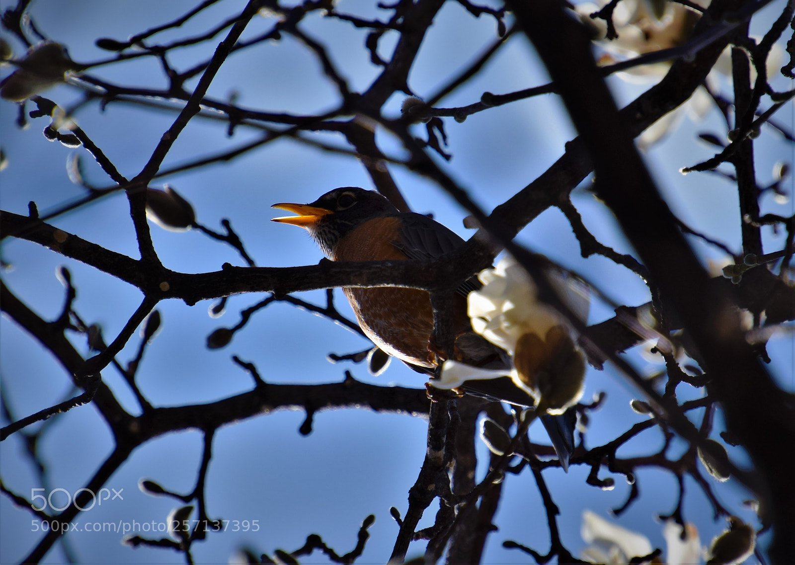 Nikon D5300 sample photo. Singing.. photography
