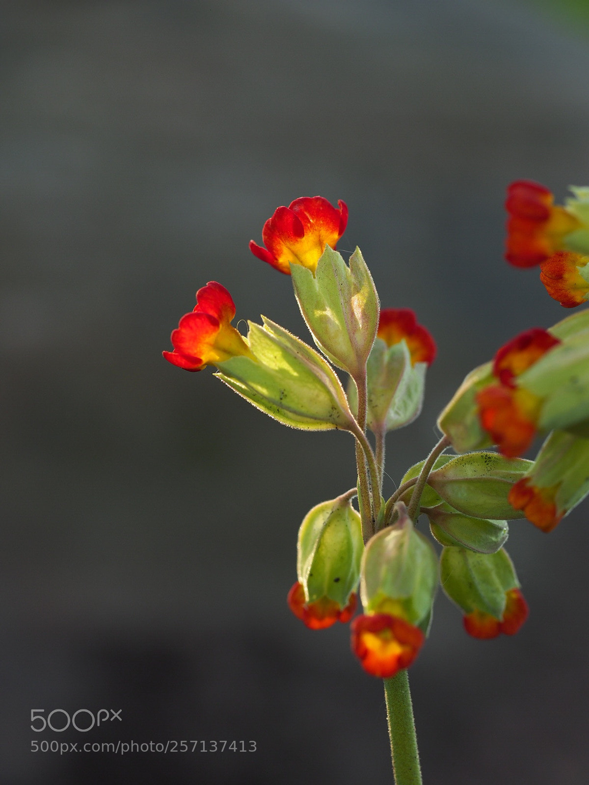 Olympus OM-D E-M1 Mark II sample photo.  cowslip photography