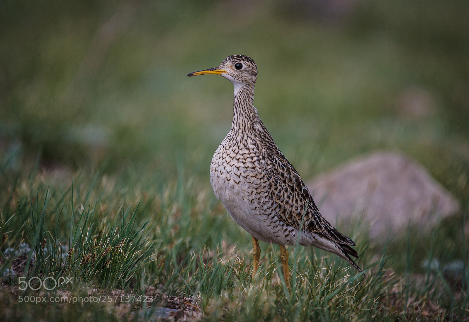 Canon EOS-1Ds Mark II sample photo. Sandpiper in wind cave photography