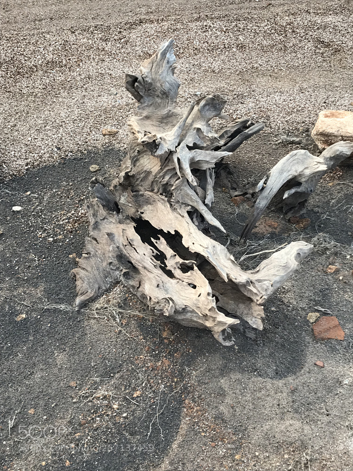 Apple iPhone 7 sample photo. An old tree with photography