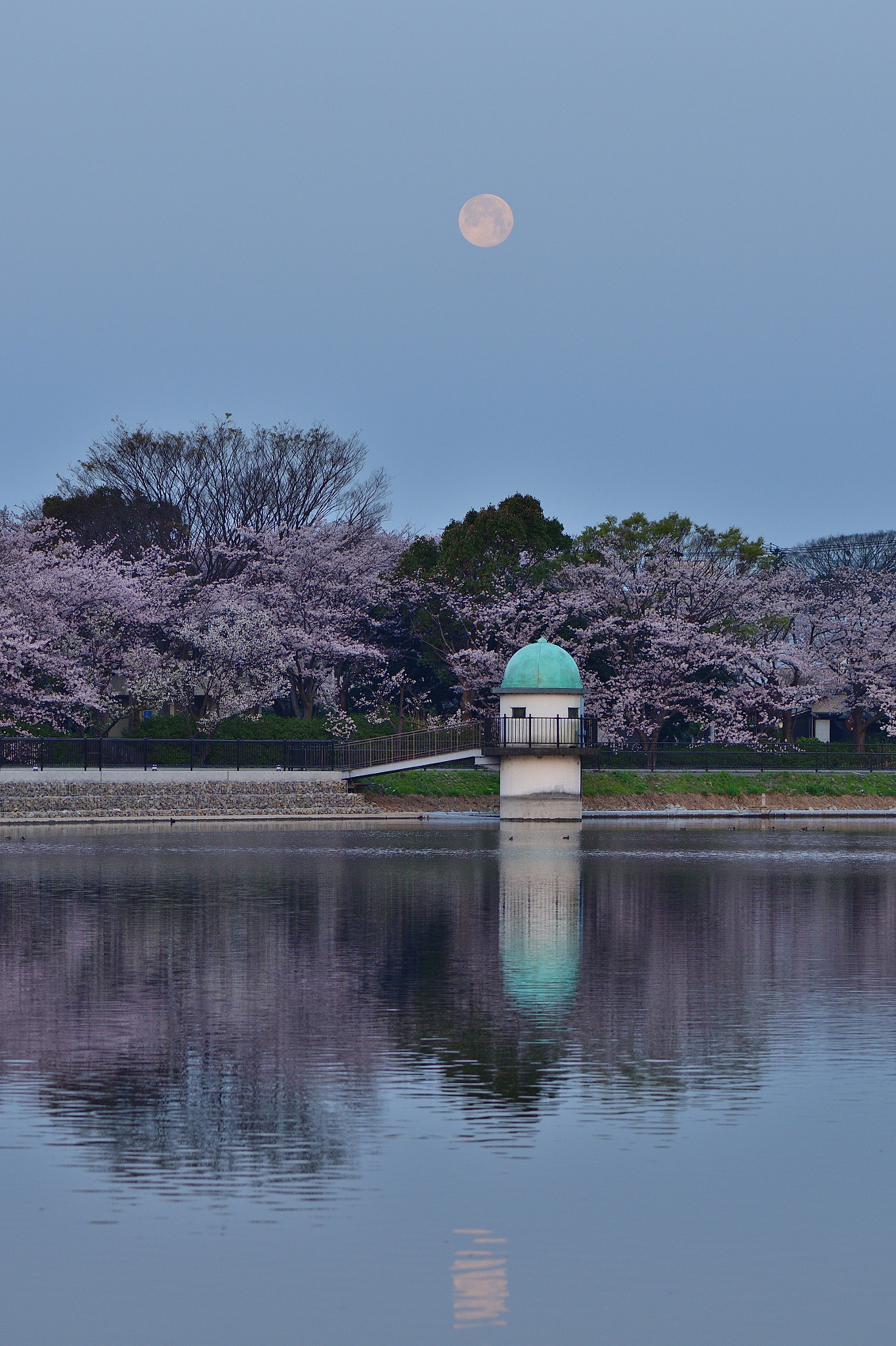 Nikon D800E sample photo. Sakura full moon photography