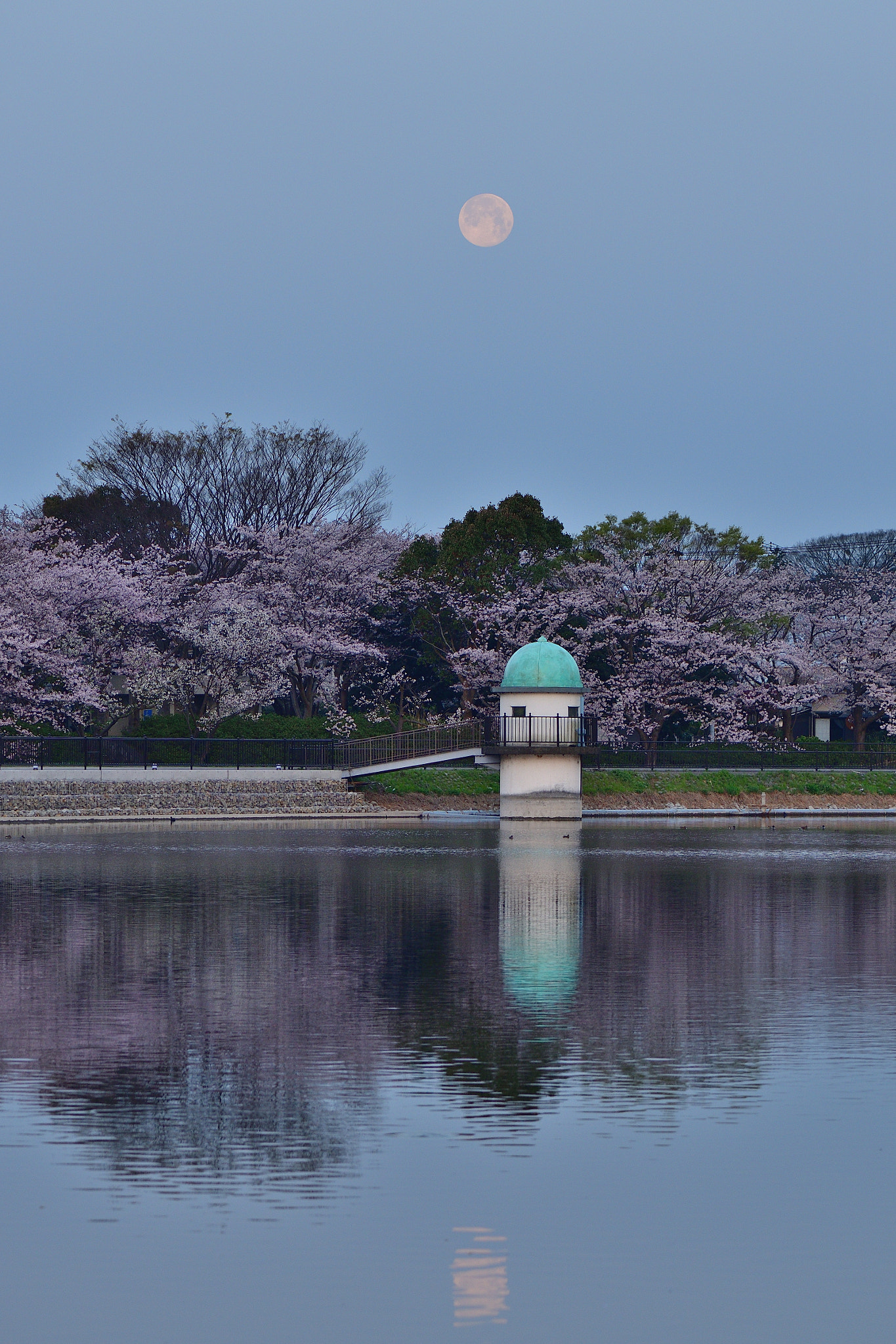 Nikon D800E + Nikon AF-S Micro-Nikkor 105mm F2.8G IF-ED VR sample photo. Sakura full moon photography