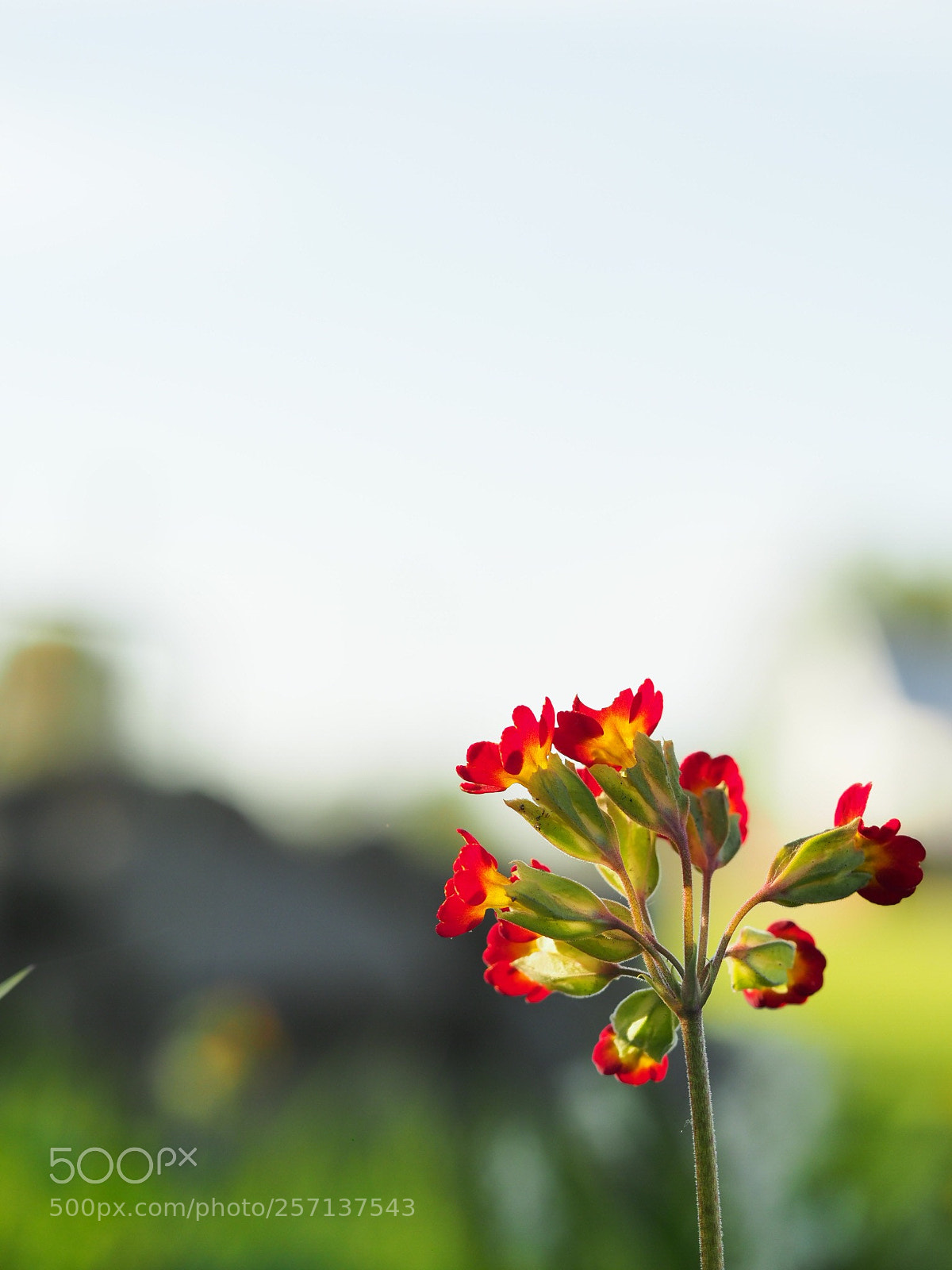 Olympus OM-D E-M1 Mark II sample photo. Cowslip photography