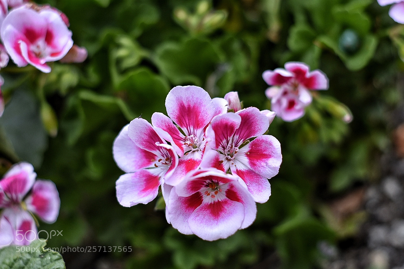 Nikon D3400 sample photo. Flower photography