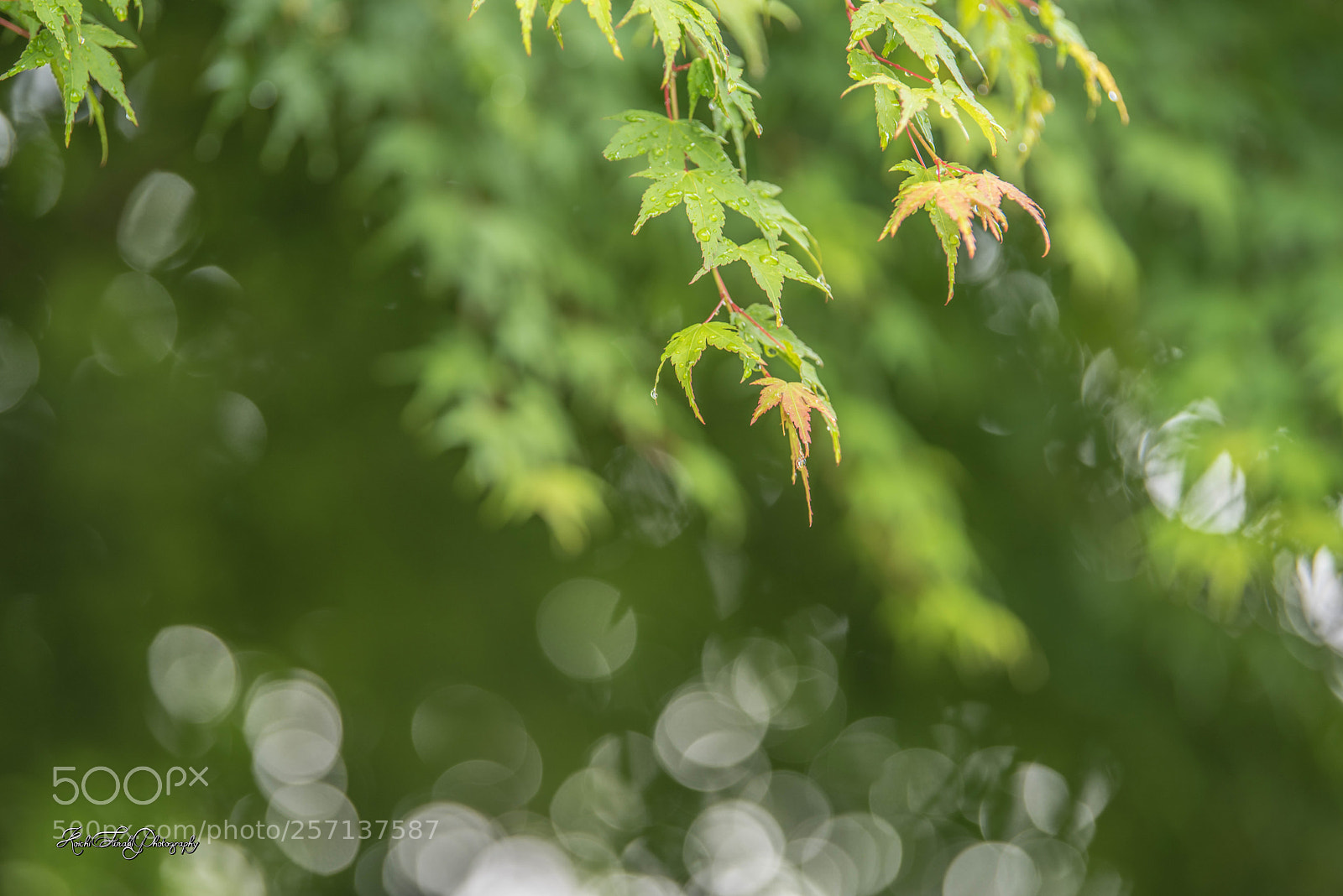 Nikon D810 sample photo. Stroll after the rain photography
