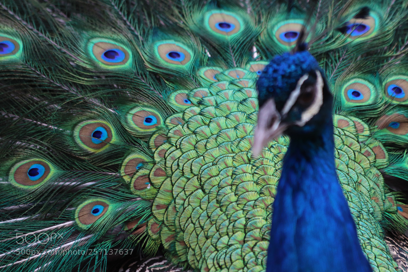 Canon EOS 77D (EOS 9000D / EOS 770D) sample photo. Posing for the dramatic photography