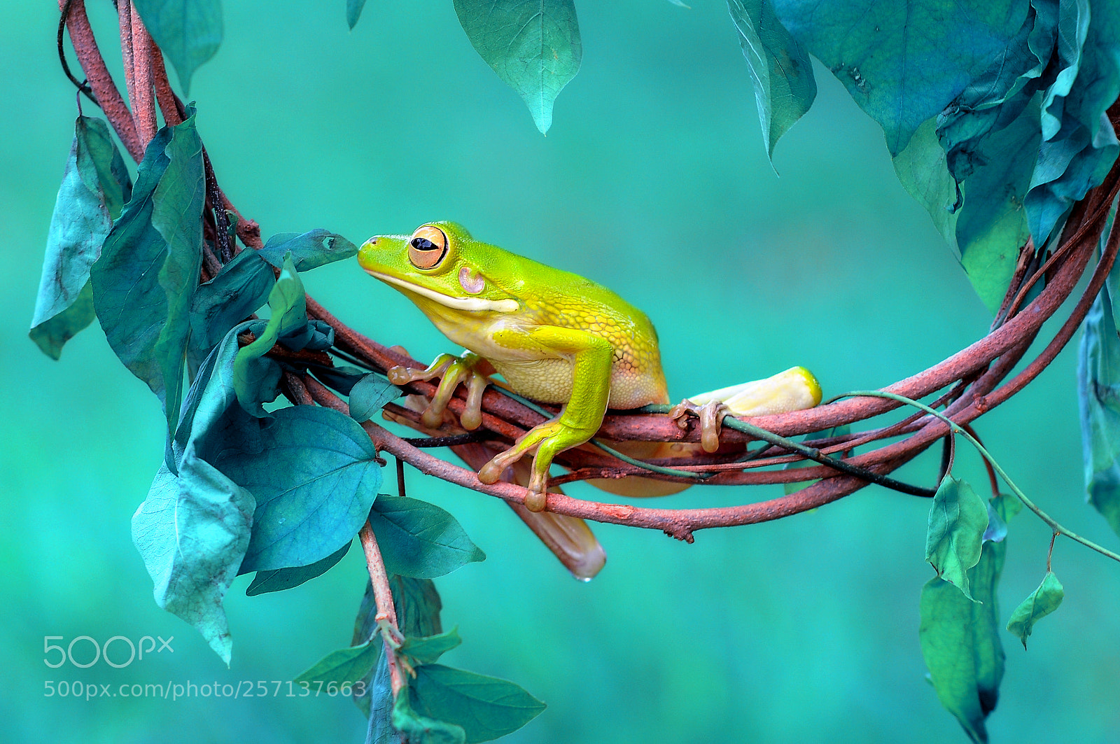 Nikon D90 sample photo. Frog on a branch photography