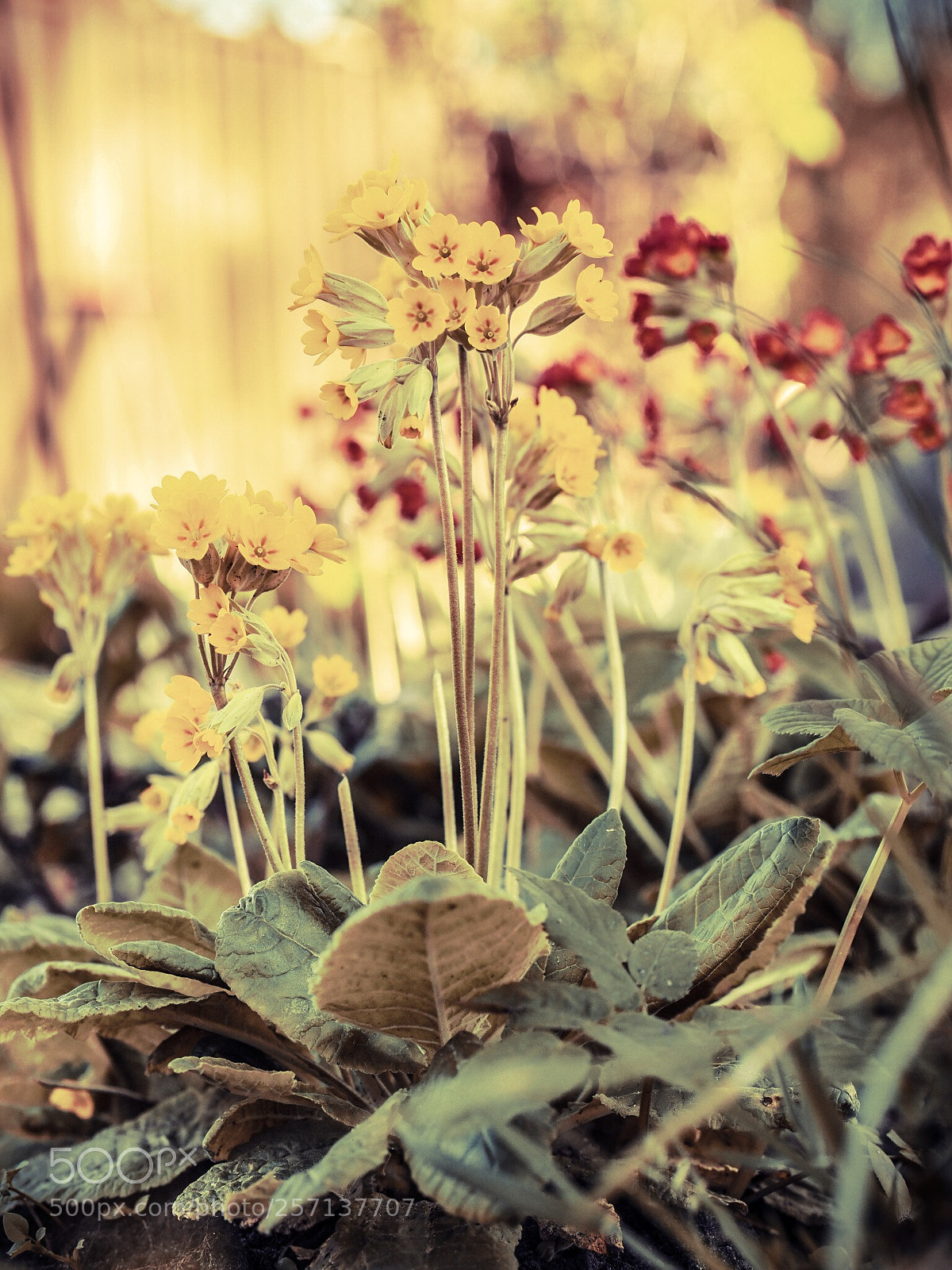 Olympus OM-D E-M1 Mark II sample photo. Cowslip  photography