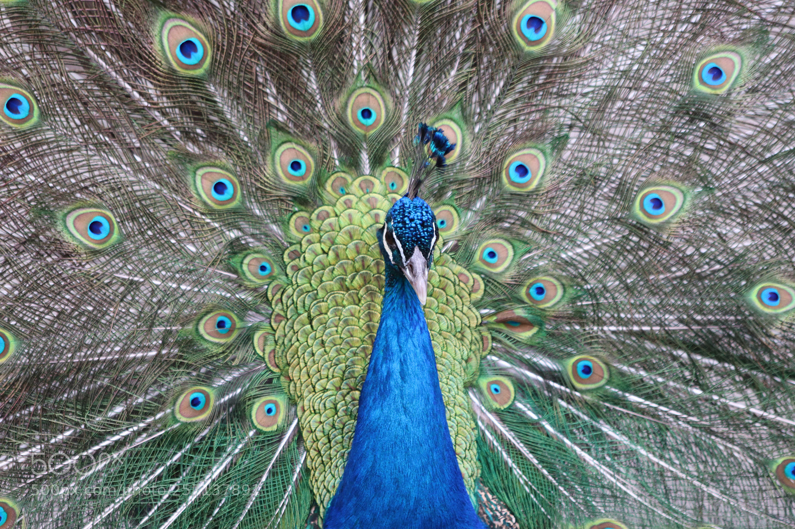 Canon EOS 77D (EOS 9000D / EOS 770D) sample photo. Peacock  photography