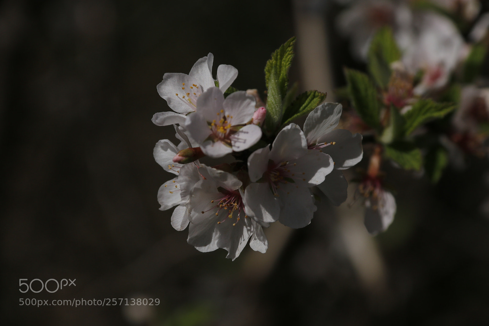 Canon EF-S 18-200mm F3.5-5.6 IS sample photo. The flowers in the photography