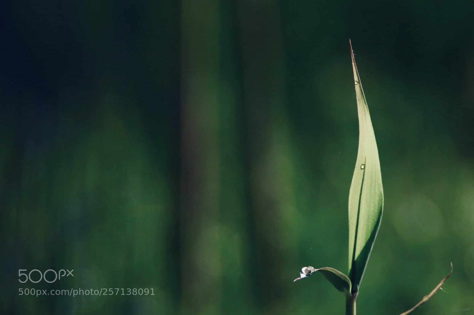 Canon EOS 80D sample photo. The feeling of bamboo photography
