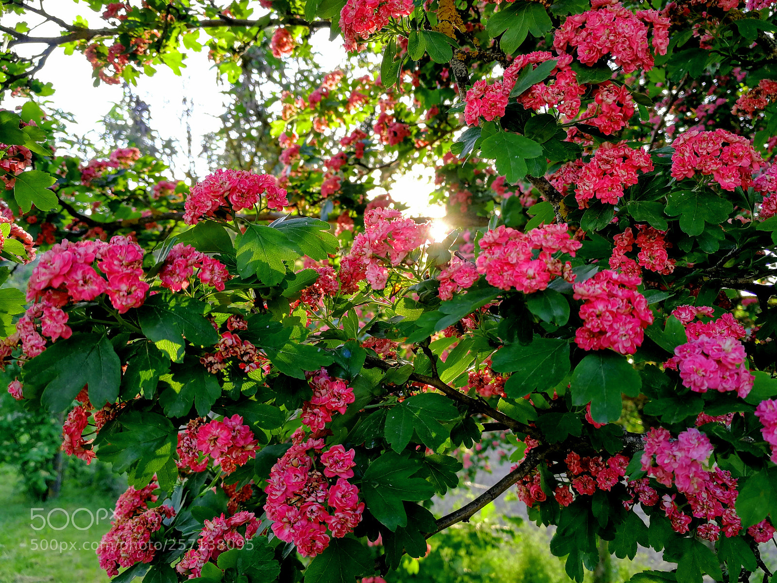 HUAWEI Mate 9 sample photo. Colours of a spring photography