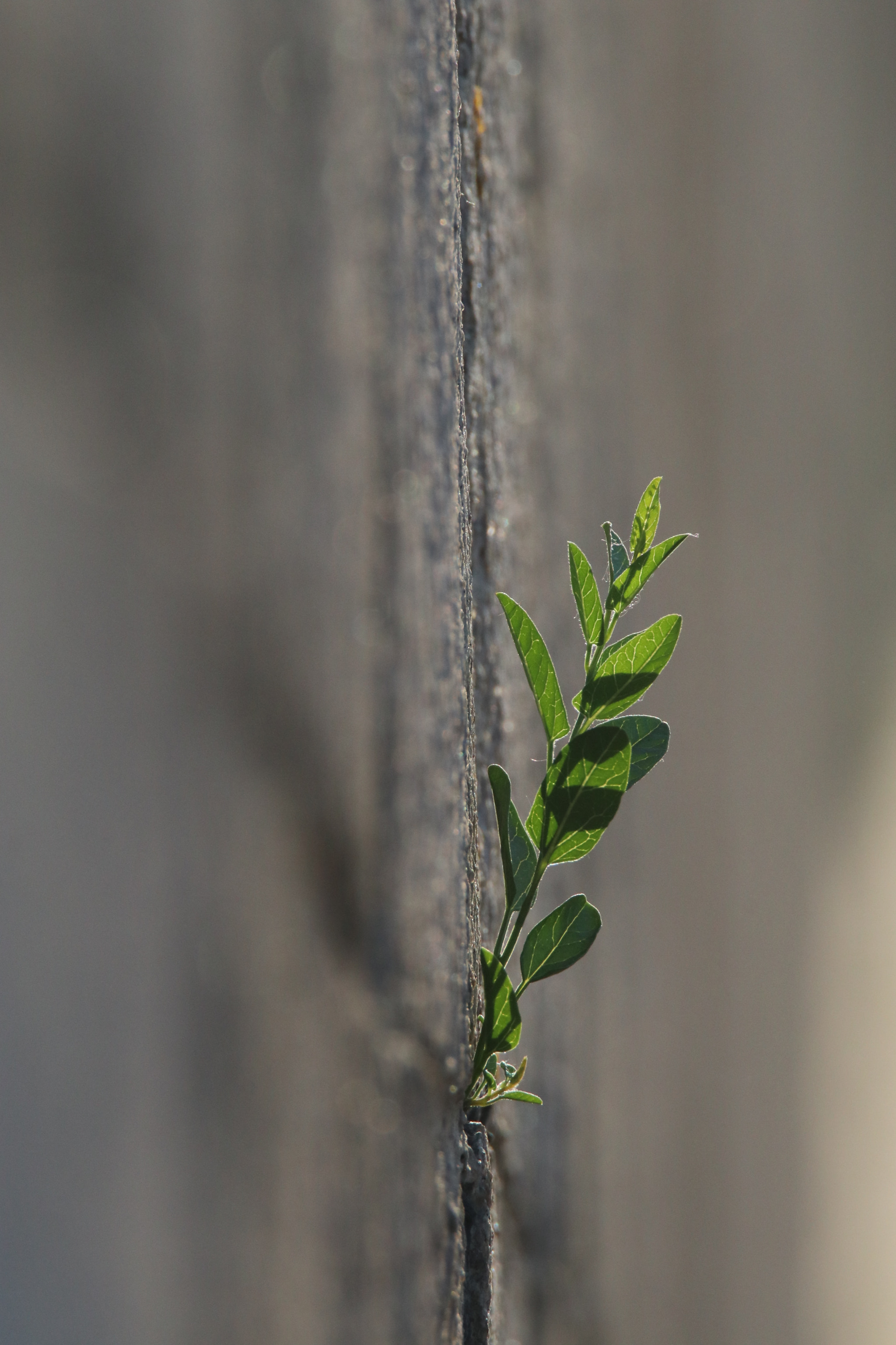 Tamron SP 150-600mm F5-6.3 Di VC USD sample photo. 顽强的生长a tenacious growth photography