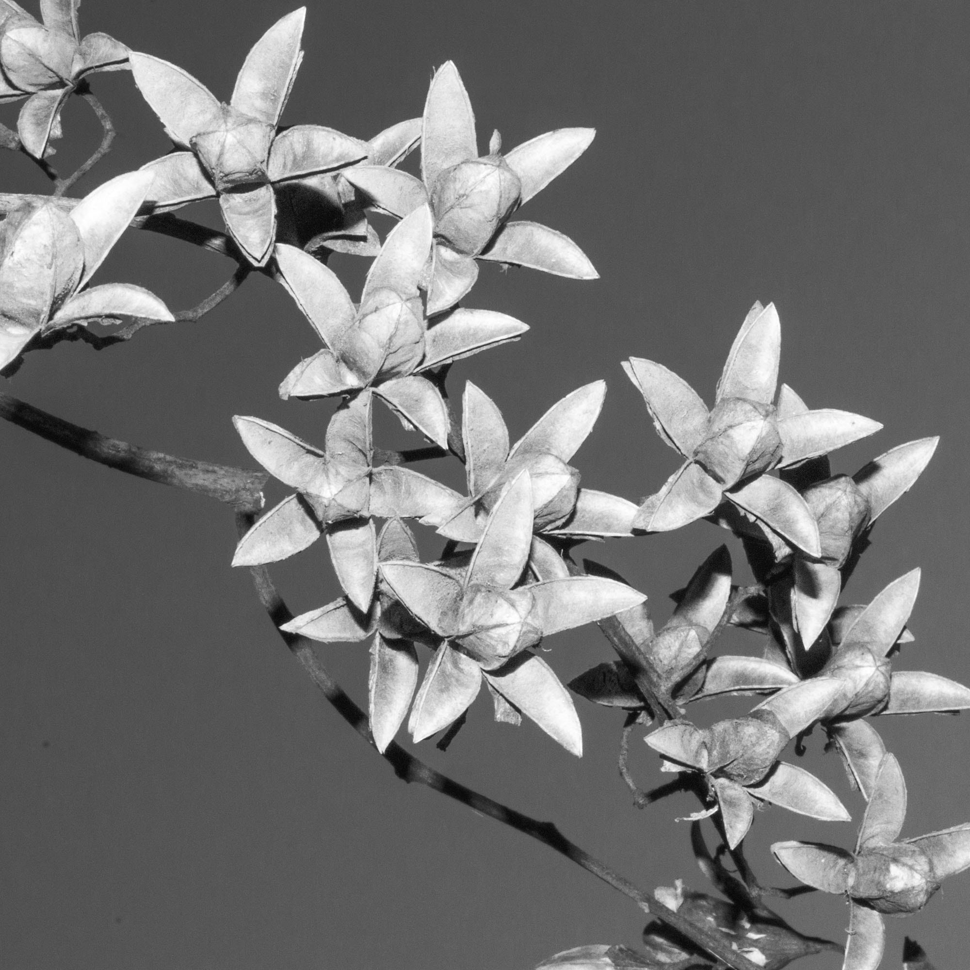 Pentax K-5 IIs sample photo. Flower photography