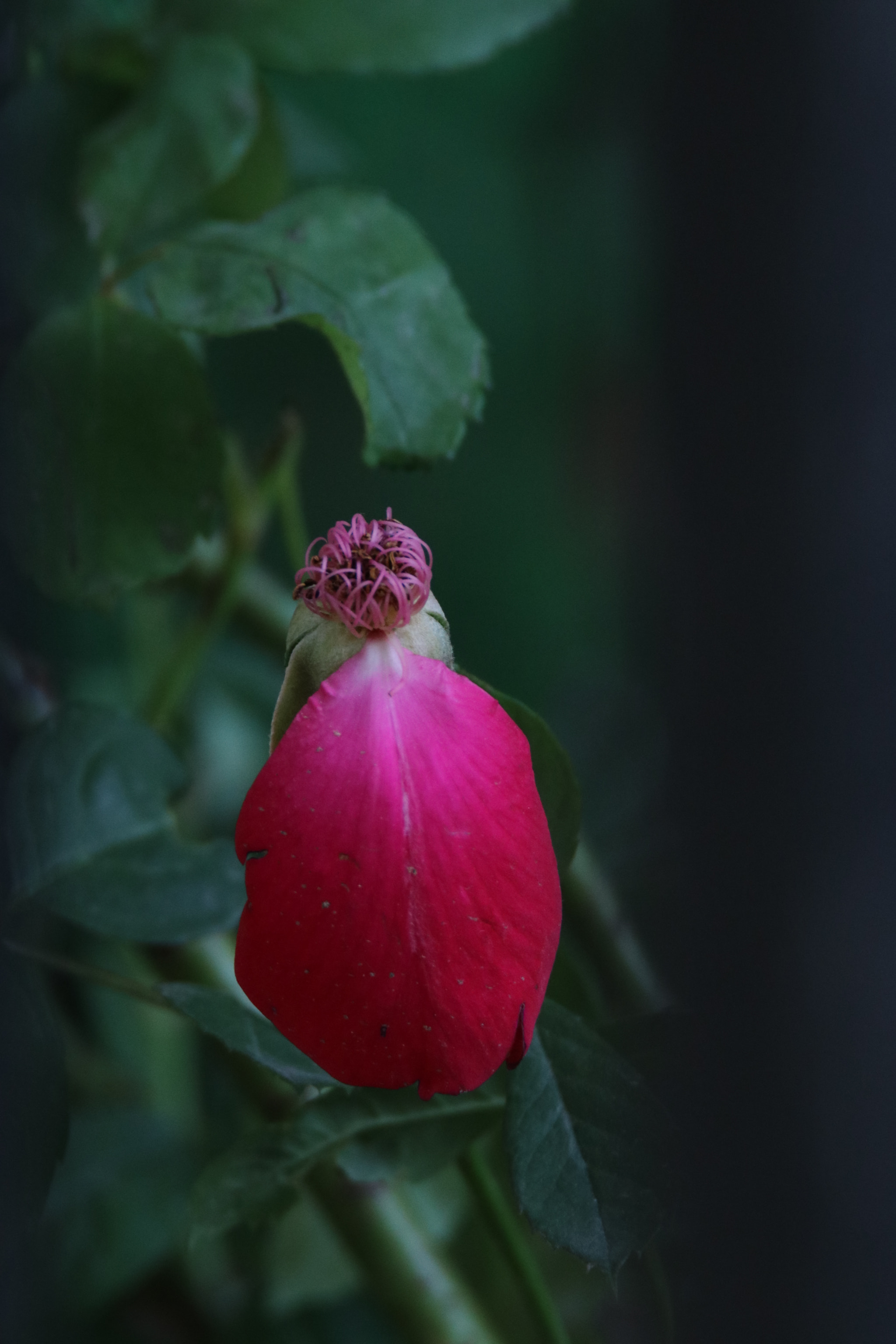 Tamron SP 150-600mm F5-6.3 Di VC USD sample photo. 不离不弃never abandon photography