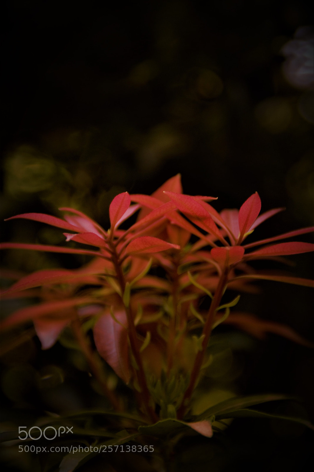 Canon EOS 700D (EOS Rebel T5i / EOS Kiss X7i) sample photo. 8.jpg photography