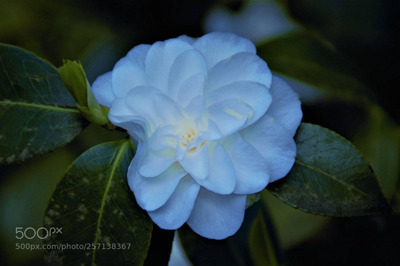 Canon EOS 700D (EOS Rebel T5i / EOS Kiss X7i) sample photo. 6.jpg photography