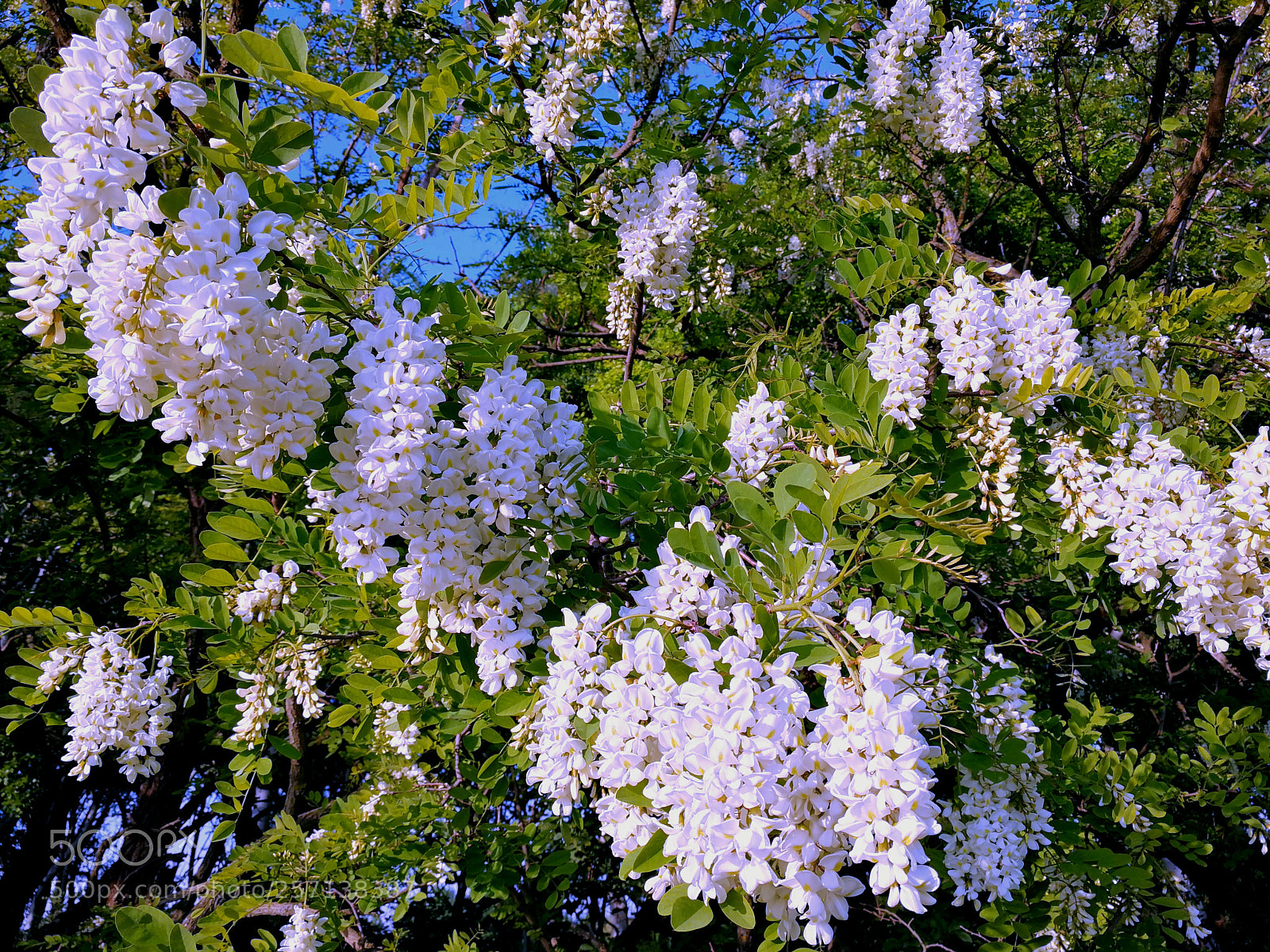 HUAWEI Mate 9 sample photo. Acacia blossom photography