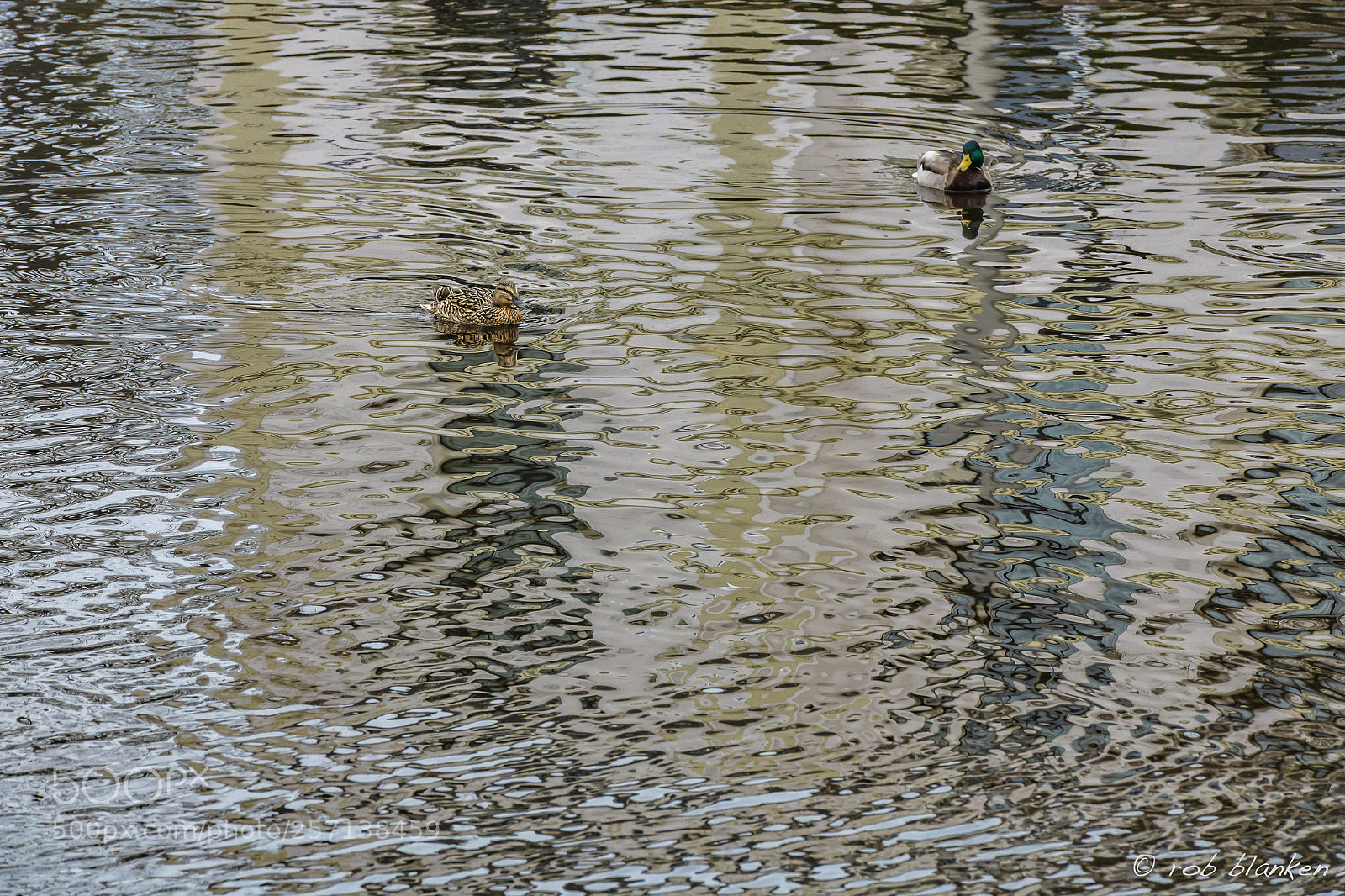 Nikon D850 sample photo. In love? photography