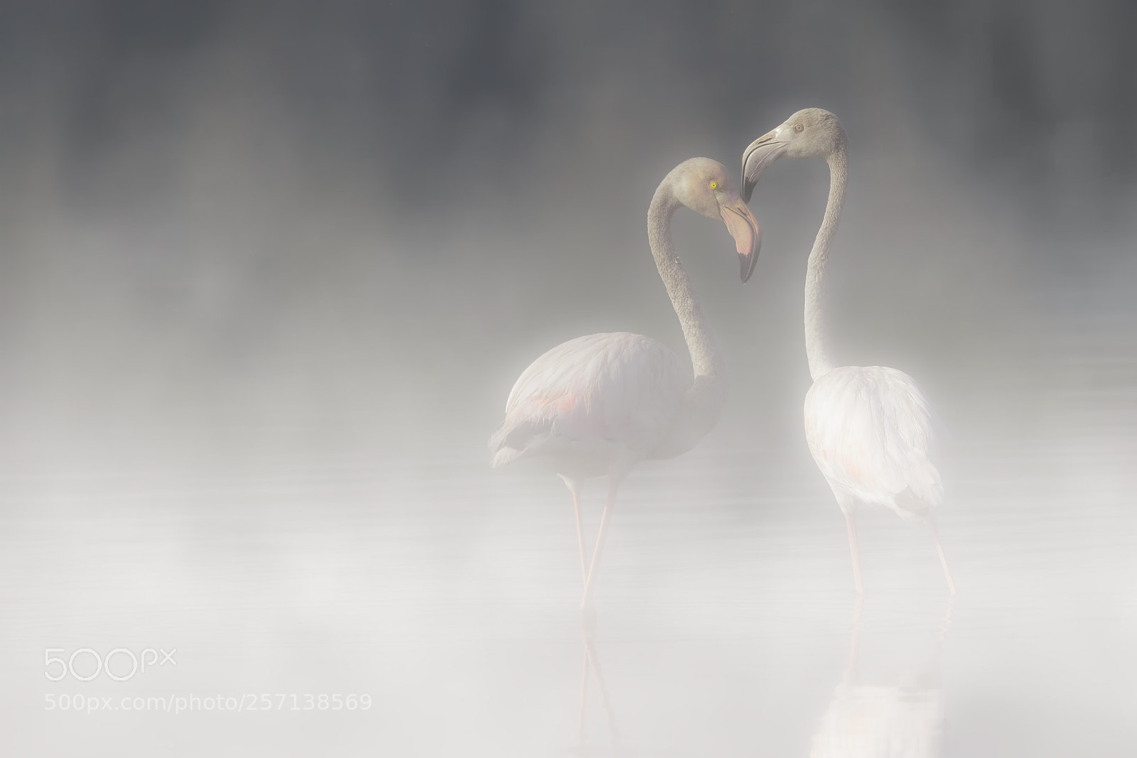 Canon EOS 7D Mark II sample photo. Greater flamingos photography