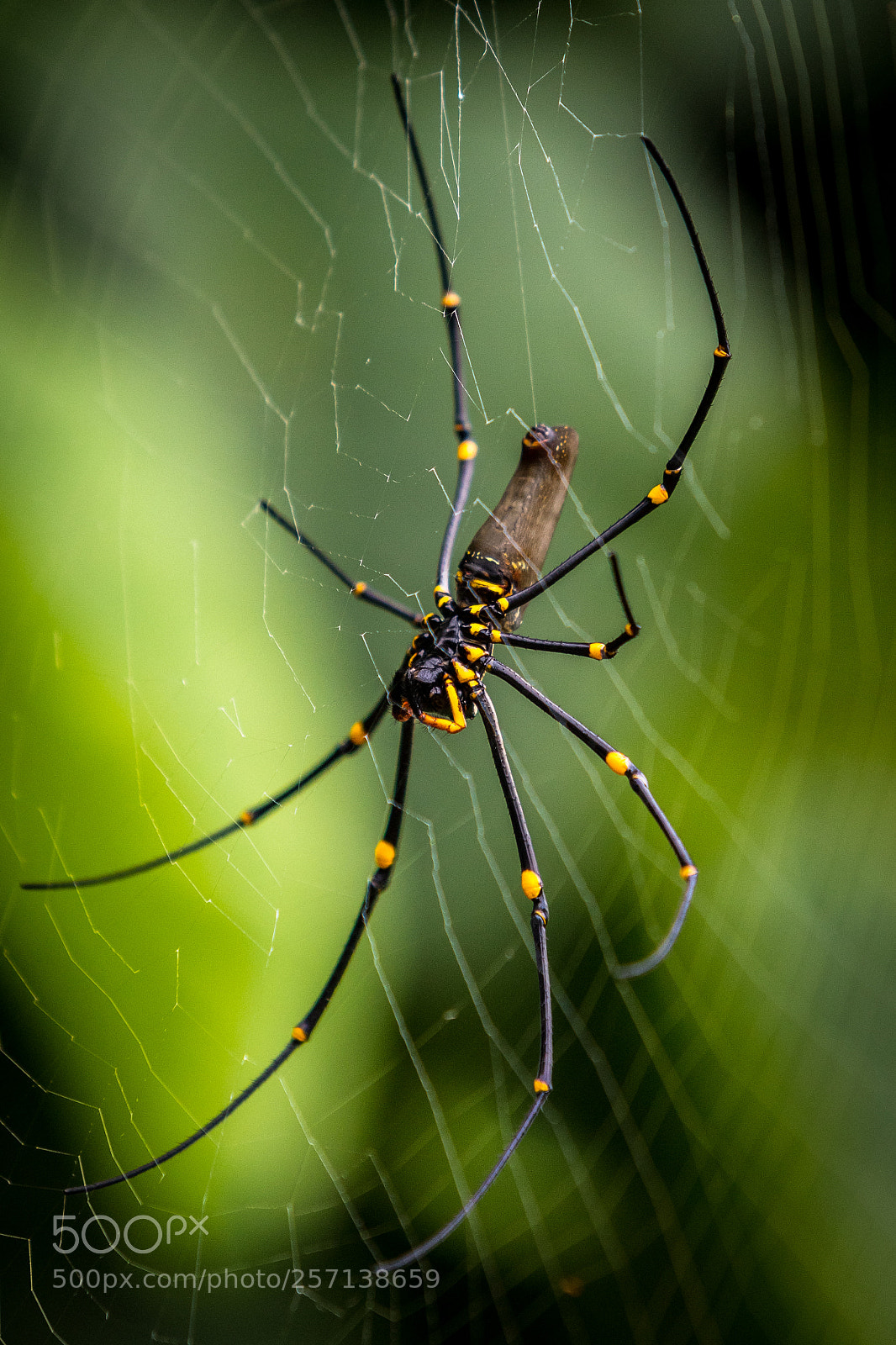 Canon EOS 6D Mark II sample photo. Img photography