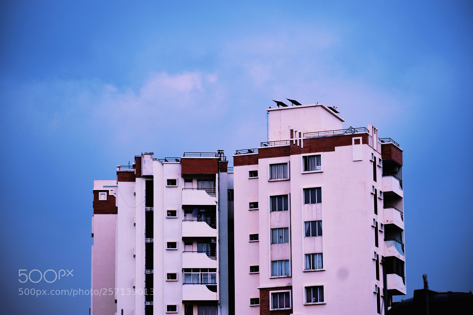 Nikon D5300 sample photo. Standing tall photography