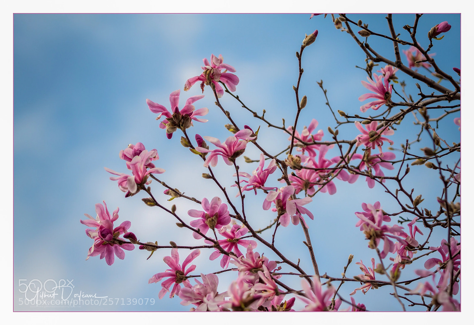 Canon EOS 7D sample photo. Magnolia 2 photography