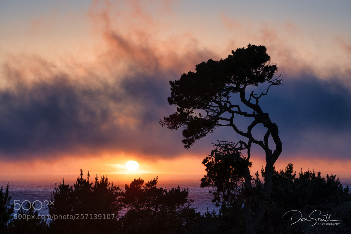Sony a7R III sample photo. Wind-bent monterey cypress and photography