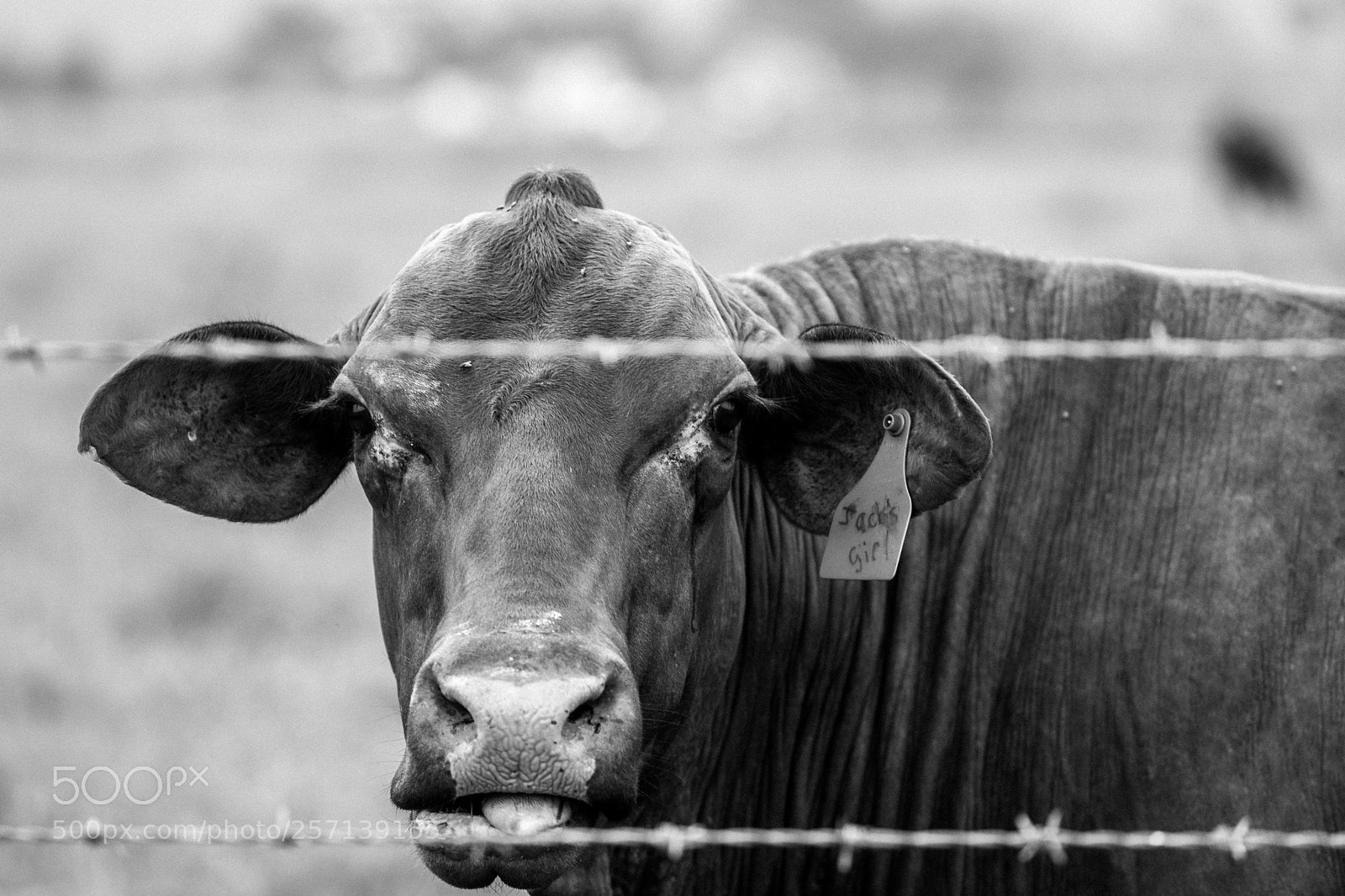 Canon EOS 6D Mark II sample photo. Img photography