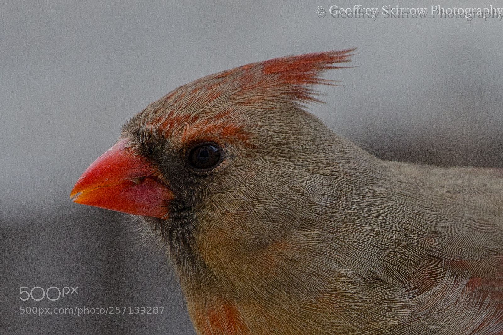 Canon EOS 6D sample photo. Mrs. cardinal upclose photography